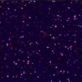 Folia Hexis - HX30S009B - Amazon Violet gloss
